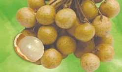 Longan Juice